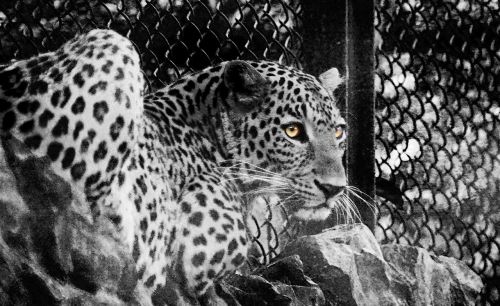 Džiunglės Katė, Leopardas, Medžiotojas, Laukiniai, Gyvūnas, Pavojingas, Plėšrūnas