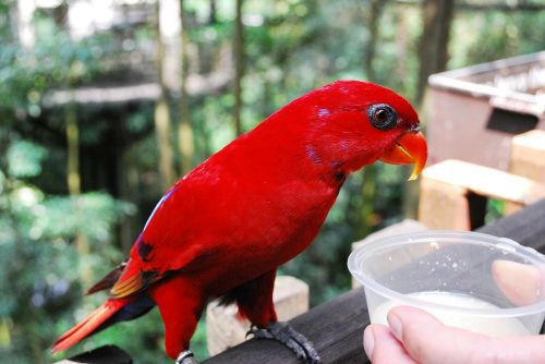 Jurong Bird Park, Paukštis, Skristi, Sparnai, Plunksna, Laukinė Gamta, Snapas, Laukiniai, Laisvė, Lauke, Paukštis, Didingas, Padaras, Dykuma, Gamta, Žinduolis, Stuburas, Gyvūnas