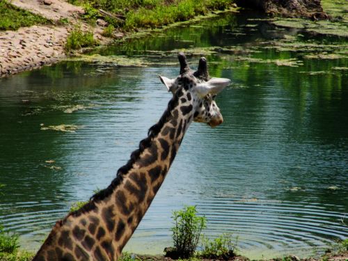 Kanzasas & Nbsp,  Miestas,  Zoologijos Sodas,  Gamta,  Gyvūnai,  Žirafos,  Žinduoliai,  Vanduo,  Upės,  Medžiai,  Laukinė Gamta,  Fotografija,  K Z Zoologijos Žirafa