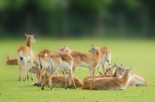 Anima,  Antilopė,  Ruda,  Elnias,  Kafue,  Butus,  Lechwe,  Žinduolis,  Niekas,  Safari,  Balta,  Laukinė Gamta,  Zoologijos Sodas,  Afrika,  Pieva,  Bandas,  Ganykla,  Ganymas,  Kafue Butai Lechwe - Gyvūnai