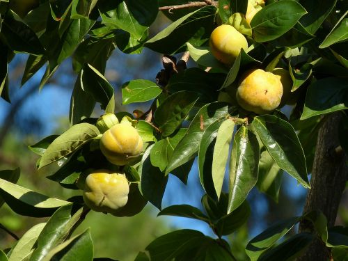 Kaki, Vaisiai, Persikų Medis, Vitaminai, Vaisiai, Egzotiškas, Ciudzis, Medis, Portugal, Geltona