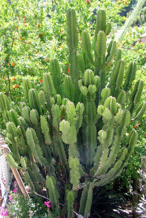 Kaktusas,  Žalias,  Maljorka,  Kaktuso Kolonija
