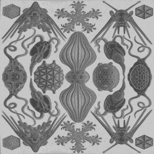 Kaleidoskopas,  Simetriškas,  Gyvūnai,  Jūrų,  Nustatyti,  Fonas,  Kaleidoskopas,  Vandenynas,  Pilka,  Balta,  Fonas,  Amforeja,  Kaleidoskopo Gyvūnai