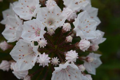 Kalmia Latifolia Elf, Gėlė, Balta, Kalnų Lauras