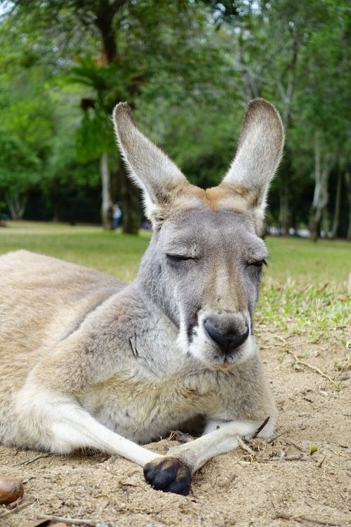 Kengūra, Gyvūnai, Australia