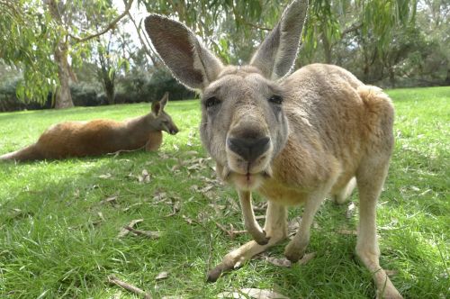 Kengūra, Australia, Žinduolis, Laukinė Gamta