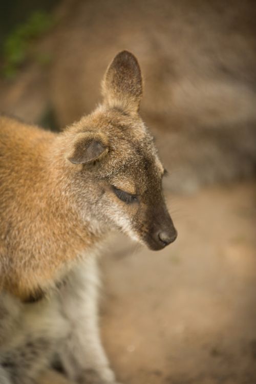 Kengūra,  Laukiniai,  Lauke,  Žinduolis,  Gyvūnas,  Gyvūnai,  Zoologijos Sodas,  Kengūra