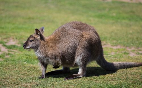 Kengūra,  Laukiniai,  Lauke,  Žinduolis,  Gyvūnas,  Gyvūnai,  Zoologijos Sodas,  Kengūra