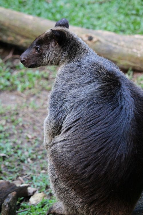 Kengūra, Žemės Kengūra, Gyvūnas, Pilka, Fauna, Zoologijos Sodas, Žolė