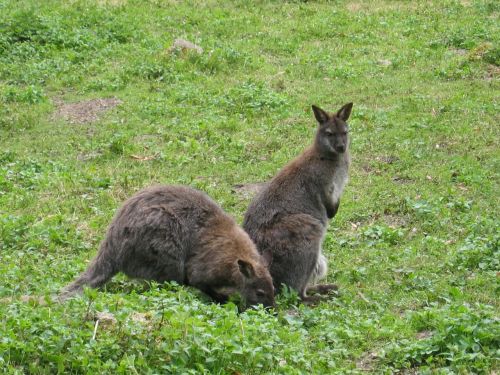 Kengūra, Wallaby, Wallabies, Australia, Marsupial, Žinduolis, Zoologijos Sodas