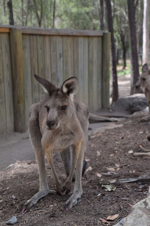 Kengūra, Australia, Laukinė Gamta, Marsupial