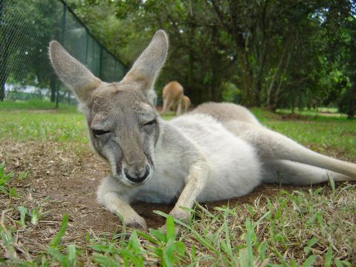 Kengūra, Gyvūnas, Australia