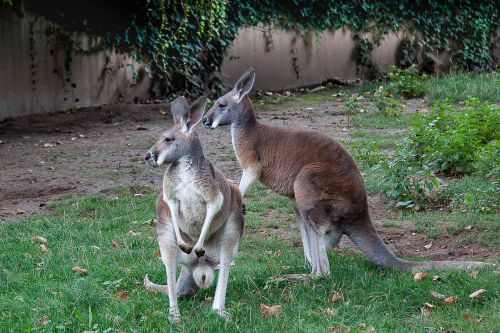 Kengūra, Marsupial, Zoologijos Sodas, Australia, Žinduolis