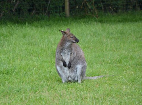 Kengūra, Žinduolis, Gamta, Australia, Zoologijos Sodas, Gyvūnas, Mielas, Laukinis Gyvūnas