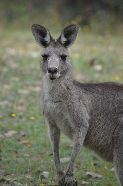 Kengūra,  Gyvūnų Pasaulis,  Gyvūnas,  Laukiniai,  Gamta,  Australia,  Be Honoraro Mokesčio