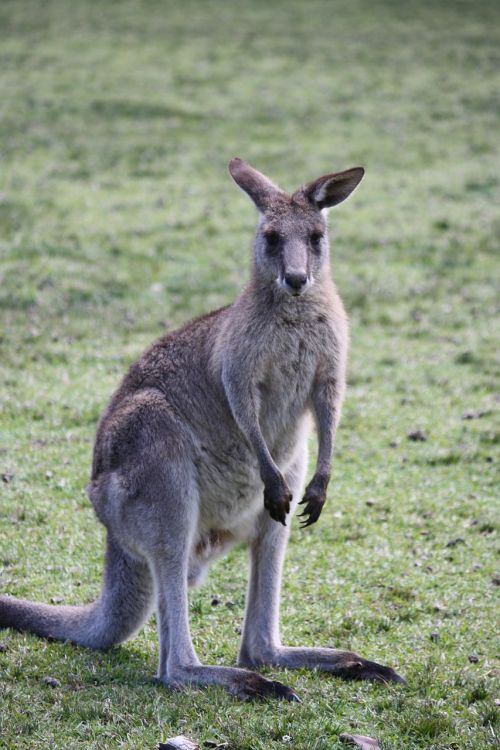 Kengūra, Australia, Gamta, Laukiniai, Aussie, Fauna, Gyvūnas