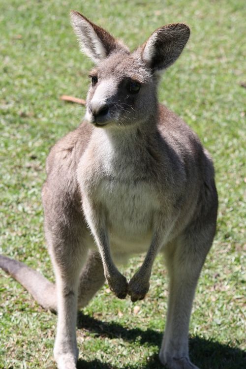 Kengūra, Australia, Mar, Marsupial, Gamta, Laukiniai, Aussie, Outback, Mielas, Zoologijos Sodas