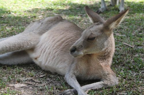 Kengūra, Australia, Gyvūnai