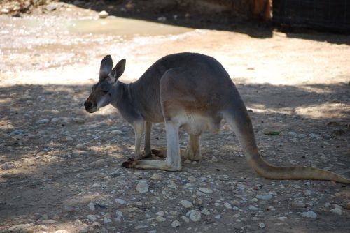 Kengūra,  Zoologijos Sodas,  Australia,  Melburnas,  Laukinė Gamta,  Gamta,  Australian,  Kengūra Australijos Zoologijos Sode