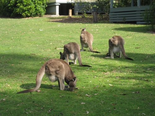Kengūros, Australian, Gimtoji, Laukinė Gamta, Marsupial, Hop, Aussie