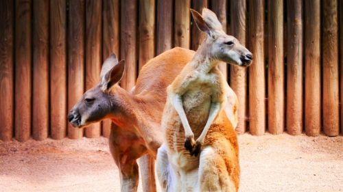 Kengūros, Marsupial, Raudona Kengūra, Zoologijos Sodas, Žolėdžius, Australia