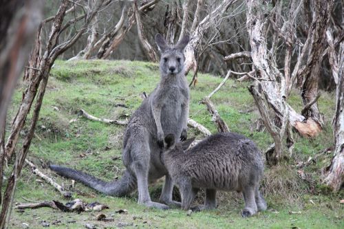 Kengūros,  Marsupial,  Gamta,  Australia,  Motina,  Kūdikių Vežėjas