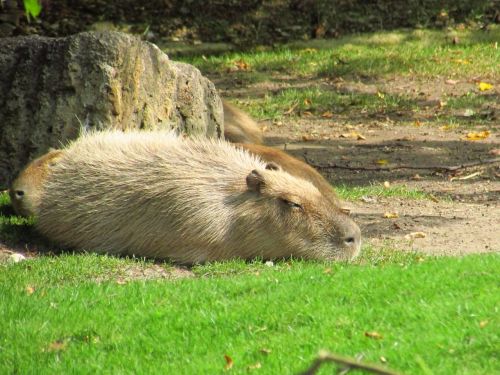 Kapibara, Gyvūnas, Žolė, Poilsis, Zoologijos Sodas