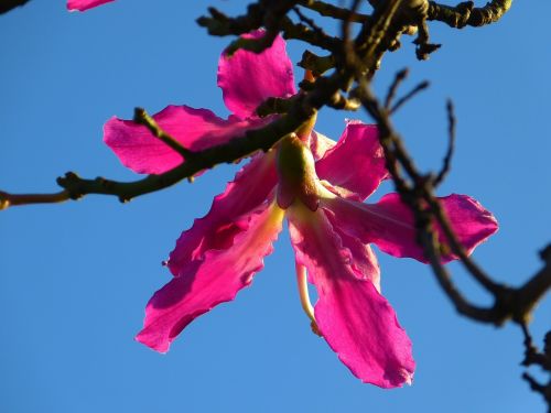 Kapok Medis, Ceiba Pentandra, Pochote, Žiedas, Žydėti, Rožinis, Pabegti