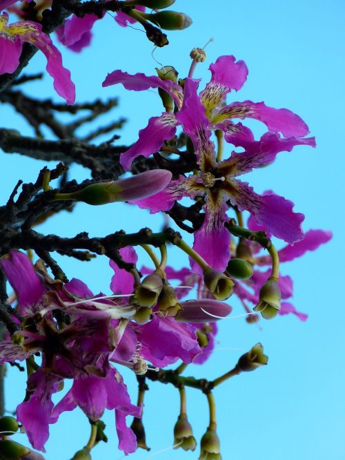 Kapok Medis, Ceiba Pentandra, Pochote, Žiedas, Žydėti, Rožinis, Pabegti