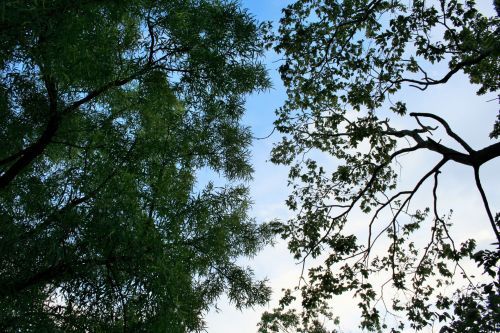 Dangus,  Medžiai,  Susitikti,  Karee,  Balta & Nbsp,  Stinkwood,  Karee Medis Ir Baltos Spalvos Medis