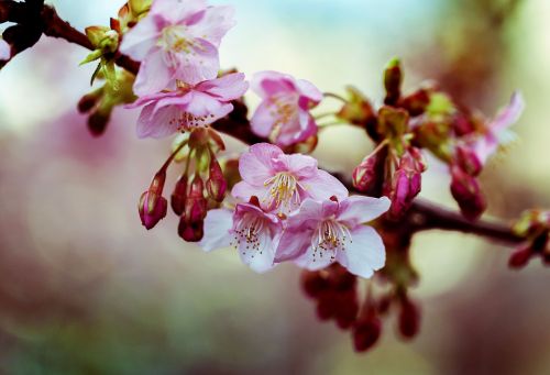 Kawazu Vyšnios Žiedas, Pavasaris, Gėlės, Vyšnia, Mediena, Japonija, Rožinis, Vyšnios Medis, Vyšnių Žiedų