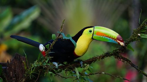 Kalb Billed Toucan, Kosta Rika, Paukštis, Atogrąžų Miškai