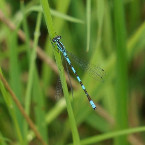 Keihästytönkorento, Coenagrion Hastulatum, Lazda, Tytönkorento, Vabzdys