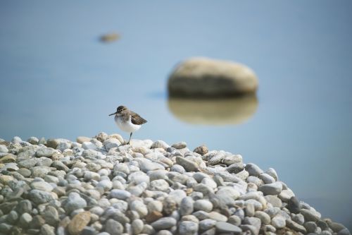 Kentish Plover, Paukštis, Laukiniai Paukščiai, Mazères, Ariège
