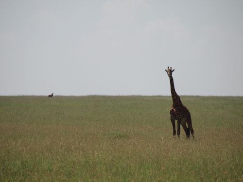 Kenya, Žirafa, Laukiniai Gyvūnai