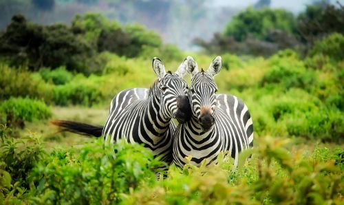 Kenya, Afrika, Zebras, Laukinė Gamta, Gyvūnai, Mielas, Kraštovaizdis, Gamta, Lauke, Safari, Kaimas, Kaimas, Dykuma, Hdr