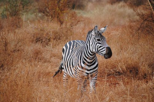 Kenya, Afrika, Safari, Zebra, Tsavo, Nacionalinis Parkas, Gamta