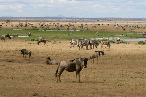 Kenya, Safari, Laukiniai Gyvūnai, Laistymo Anga