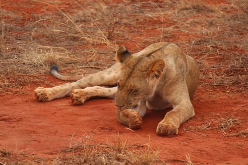 Kenya, Liūtas, Nacionalinis Parkas, Afrika, Gamta