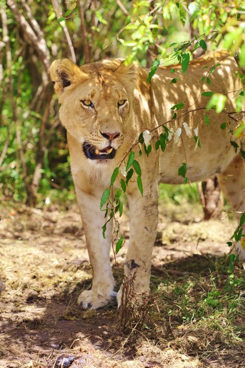 Kenya, Liūto Portretas, Liūtas, Safari