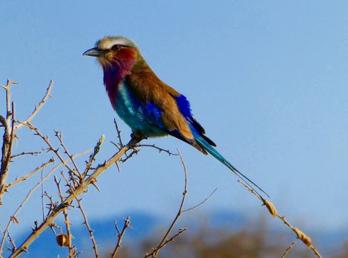 Kenya, Paukštis, Tsavo Vakarai