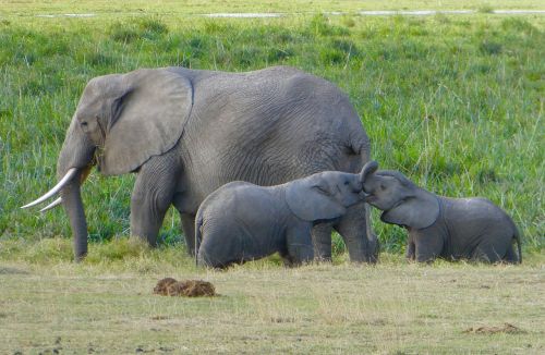 Kenya, Dramblys, Amboseli