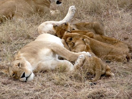 Kenya, Liūtas, Katė, Liūto Jauniklis, Plėšrūnas, Afrika