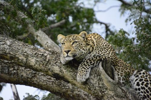 Kenya, Leopardas, Medis, Afrika, Safari, Gyvūnas, Laukiniai, Katė