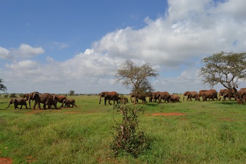 Kenija,  Gyvūnas,  Safari,  Afrikoje,  Masai