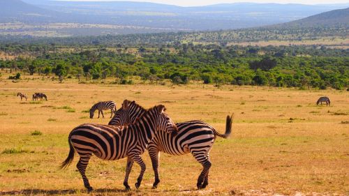 Kenya, Afrika, Laukiniai, Gamta, Safari, Laukinė Gamta, Gyvūnas, Zebra