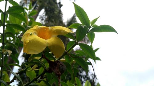 Kerala, Geltona, Gėlė