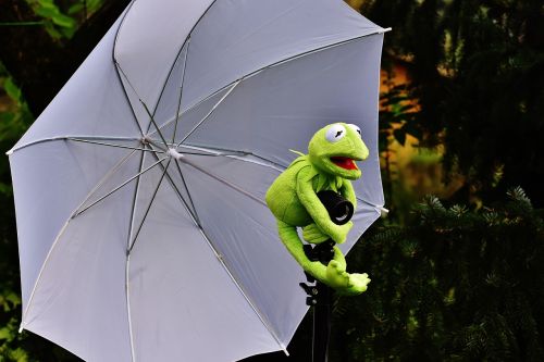 Kermit, Foto Ekranas, Varlė, Juokinga, Minkštas Žaislas, Iškamša, Mielas