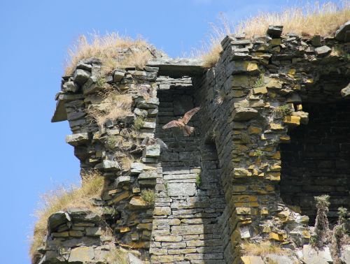 Kestrels, Vanagas, Senoji Pilis, Airija, Paukštis, Skristi, Sparnai, Plunksna, Laukinė Gamta, Snapas, Laukiniai, Laisvė, Lauke, Paukštis, Didingas, Padaras, Dykuma, Gamta, Žinduolis, Stuburas, Gyvūnas