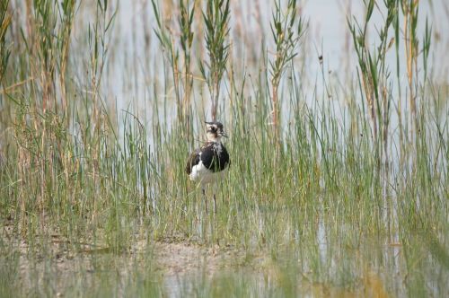 Kibitz, Ežeras Neusiedl, Burgenlandas, Nendrė, Paukštis, Vanduo, Ežeras, Gamta, Bankas, Vandens Paukštis, Laukinės Gamtos Fotografija